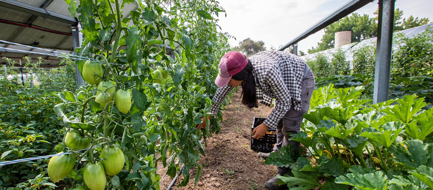 Agro-farming